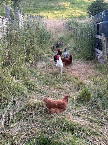 25-30+ birds