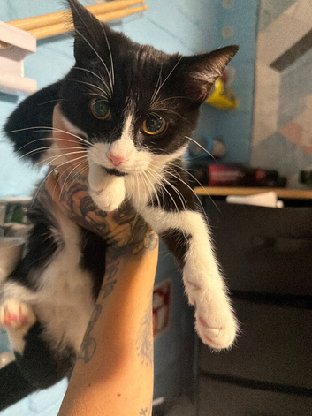 Kitten 5 months old