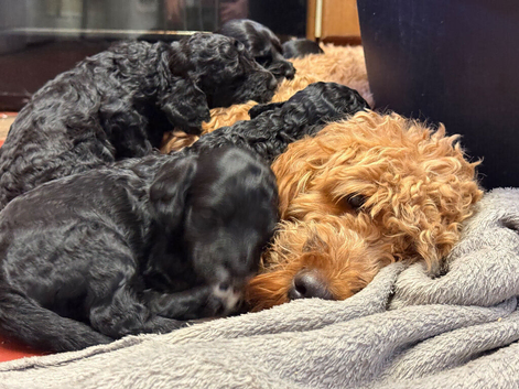 We have 4 very cute F2 Cockapoo&rsquo;s puppies for sale