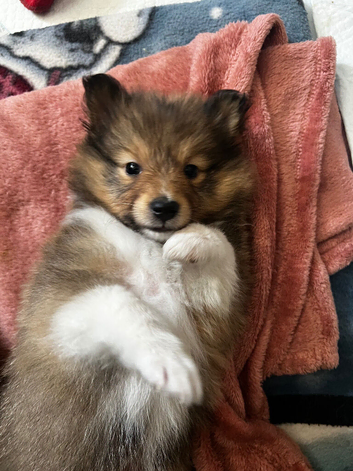 Gorgeous Shetland sheepdog puppies