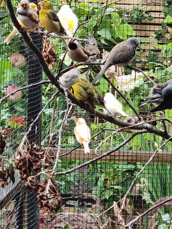 Hecks male finch