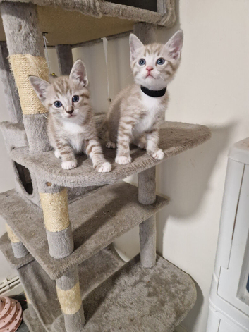 Ragdoll x bengal kittens