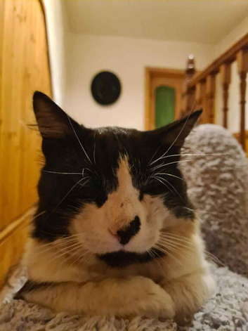 Cat missing Milford haven
