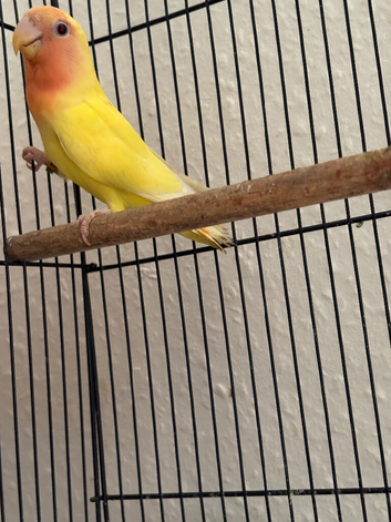 Love birds for sale
