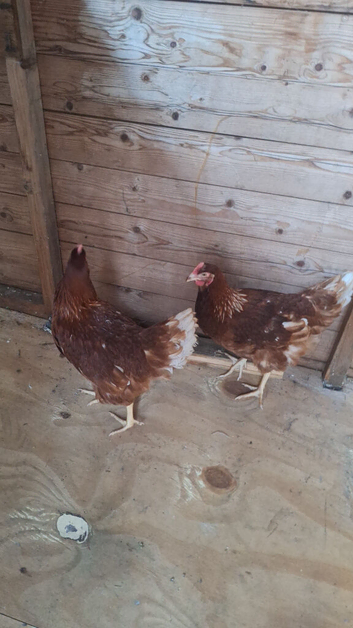 chicken