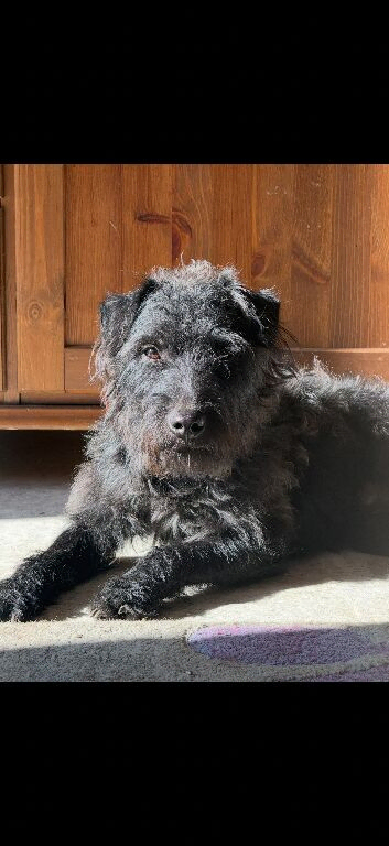 Patterdale x lakeland