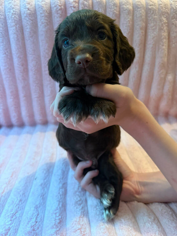 Cocker spaniel puppy's 5 week
