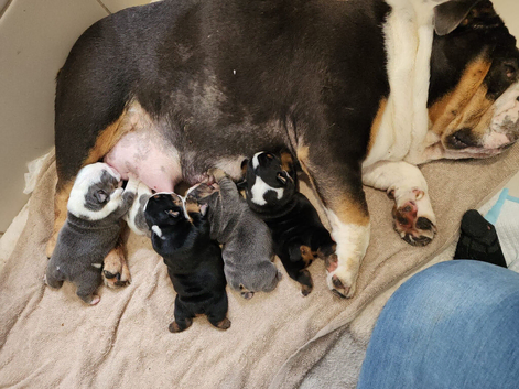 English Bulldog Pups