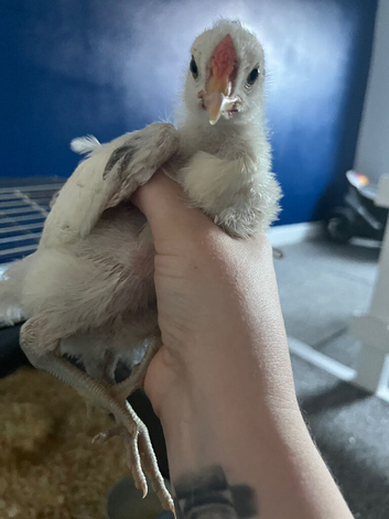 4week old Zombie Chick