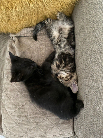 2 kittens for sale