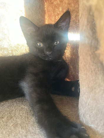 Black kitten