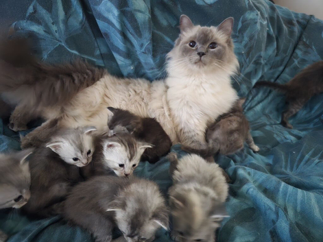 Ragdoll  x maincoon