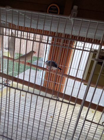 Lovely pair of Java finch
