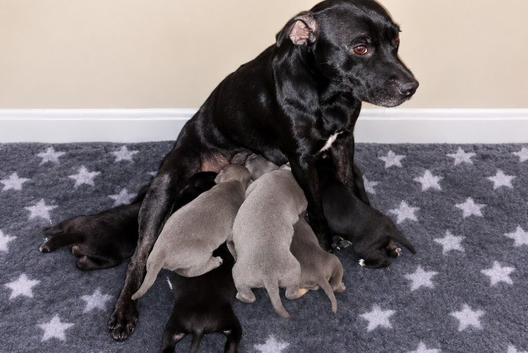 Beautiful Staffordshire pups