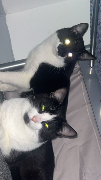 2 brother 10 month old cats