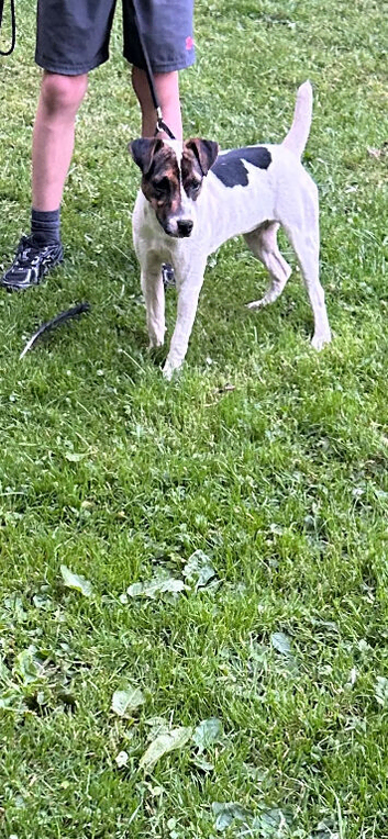 Jack Russell bitch
