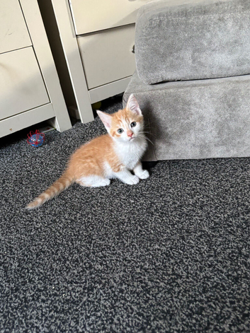 Beautiful Kittens for sale