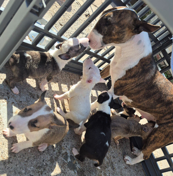 Beautiful English Bull Terriers