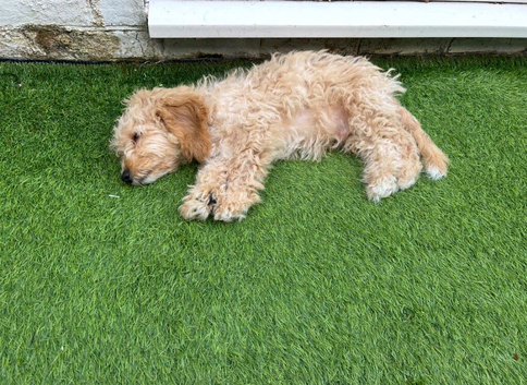 14 week old apricot cockerpoo puppy