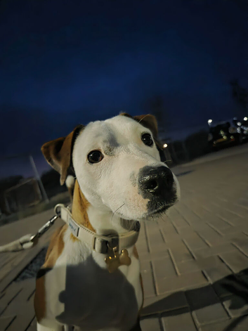 Jack russel cross
