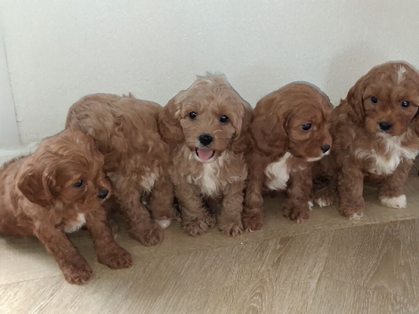 Cavapoo puppys ready to go