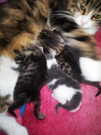 Kitten female