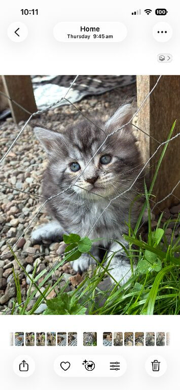 Maine coon baby&rsquo;s