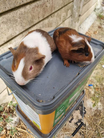 2 baby boys