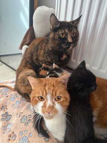 4 Sweet Girls Looking For A Home!!