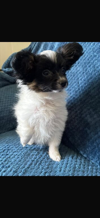 Tricolour papillon puppy for sale