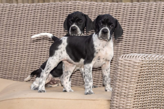Stunning KC reg Pointers 2 girls left