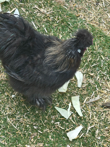 Help &deg; can anyone take my Albert in