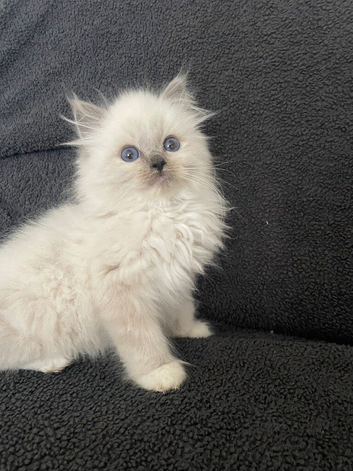 Maine Coon / Ragdoll Kittens