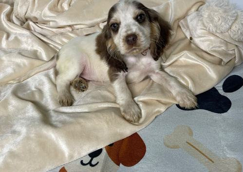 English cocker spaniel puppies