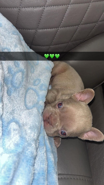 French bulldog puppy