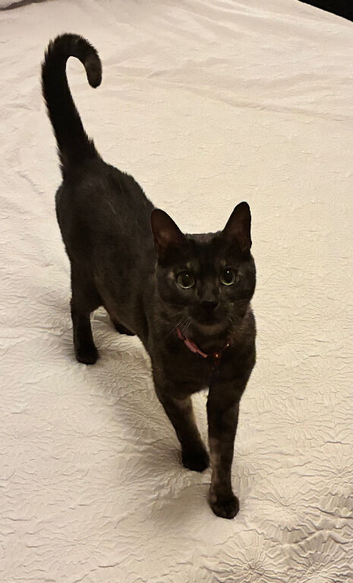 Female pedigree Bengal Cat