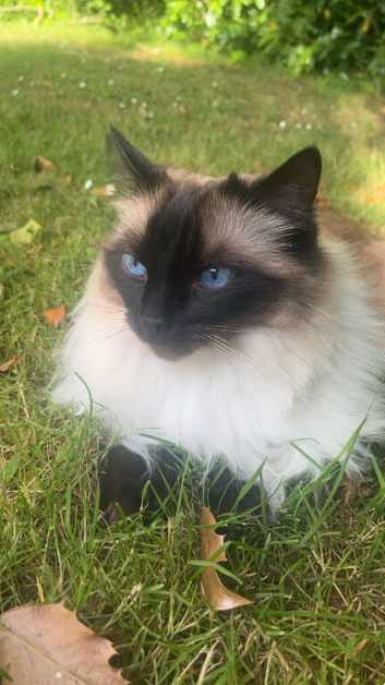 Suki- stunning ragdoll girl