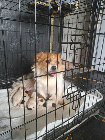 Chihahau, shu-shitzu cross jack russel