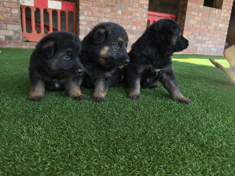 German Shepherd puppies