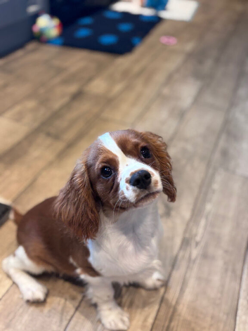 Gorgeous Cav Puppies