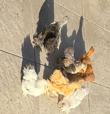 Male chicks