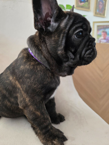 Ready Now &ndash; Last 2 French Bulldog Boys Available