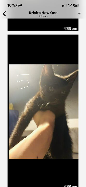 5 lovely kittens for sale