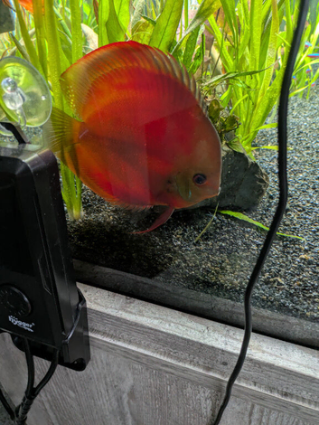 Discus