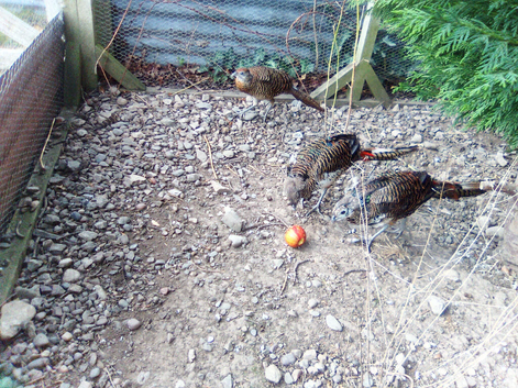 Pheasants for sale