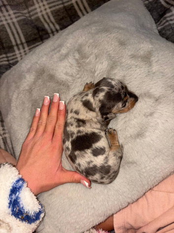 Tiny miniature dachshund
