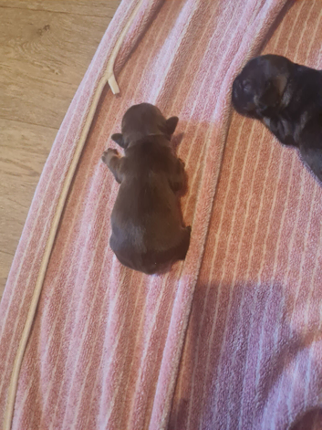 Puppy