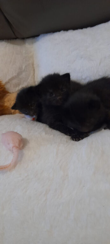 just born today 3 little kittens ready in 12 weeks