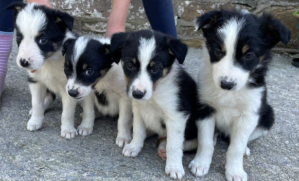 Four Border Collie Puppies For Sale