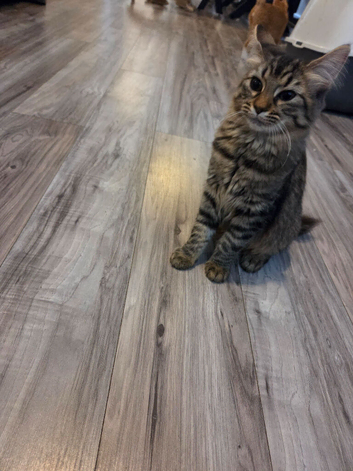 Pixie bob mixed kittens ready now